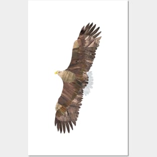 Eagle Posters and Art